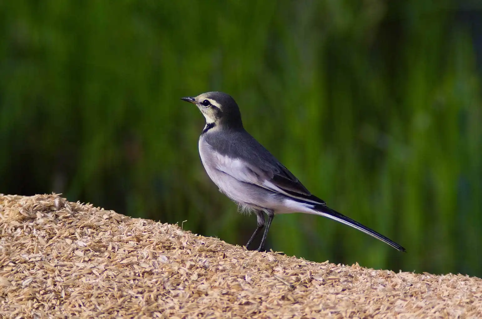 野鳥・ハクセキレイの写真画像