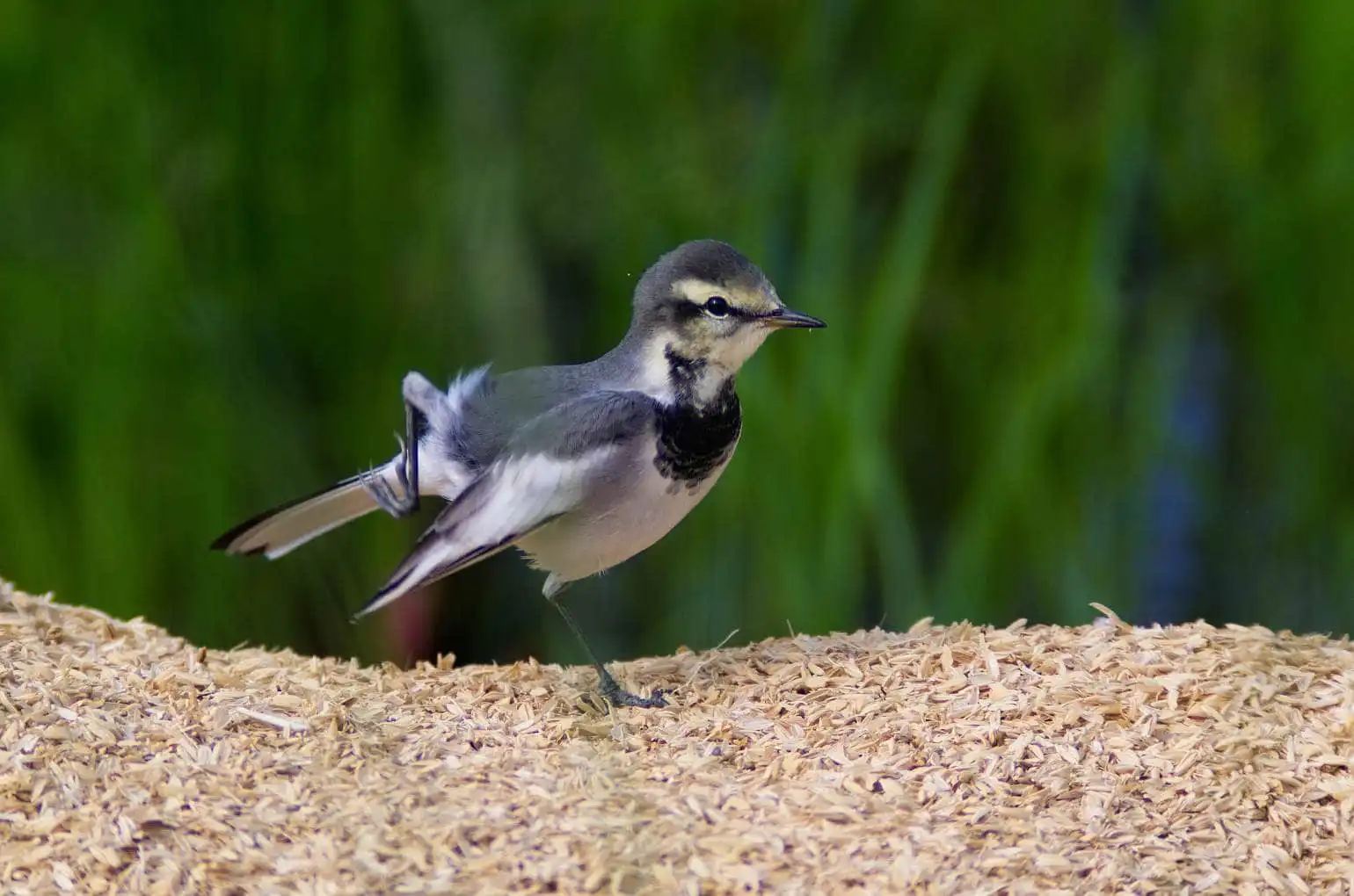 野鳥・ハクセキレイの写真画像