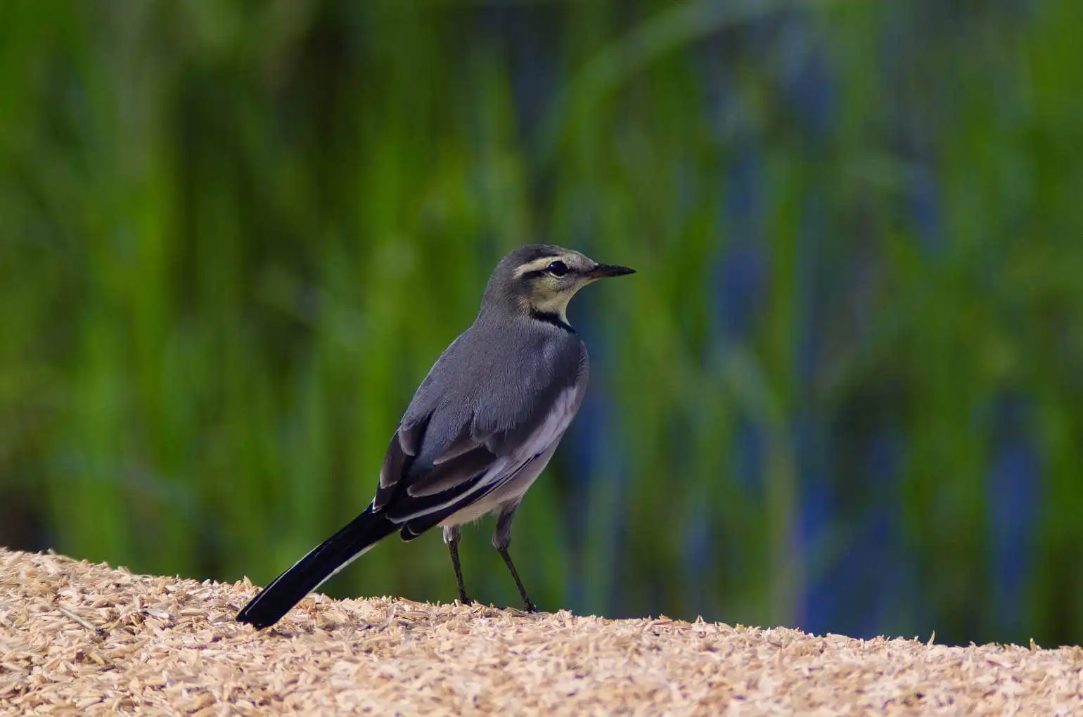 野鳥・ハクセキレイの写真画像