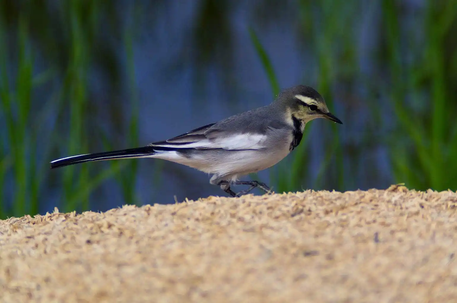 野鳥・歩くハクセキレイの写真画像