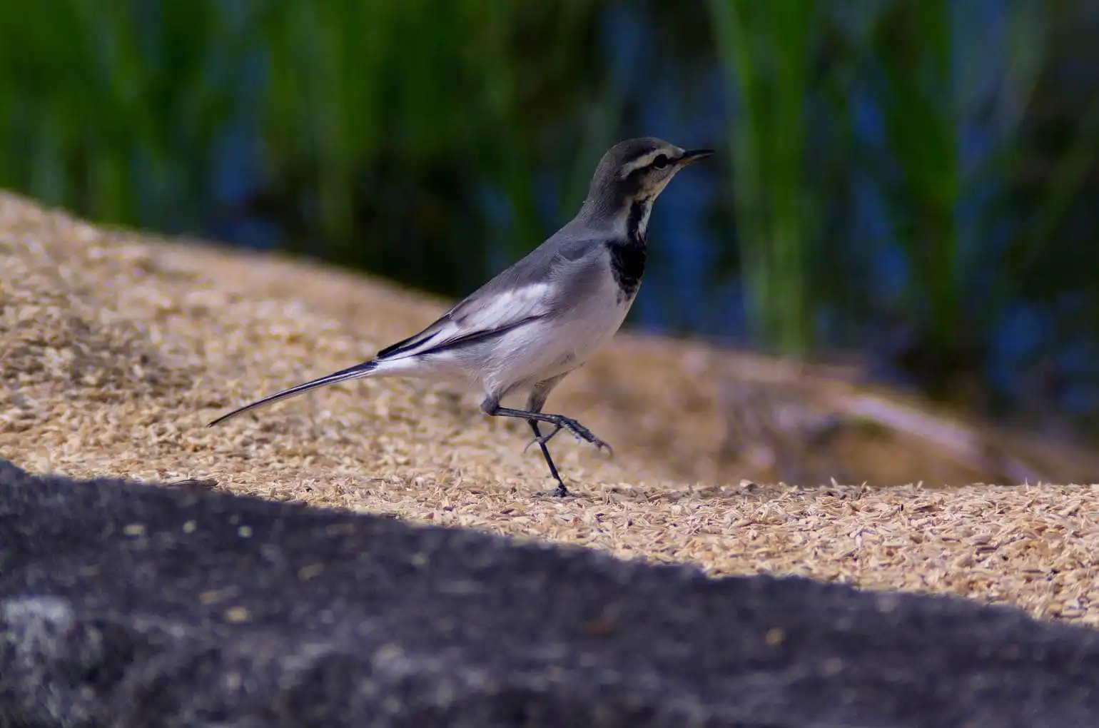 野鳥・歩くハクセキレイの写真画像