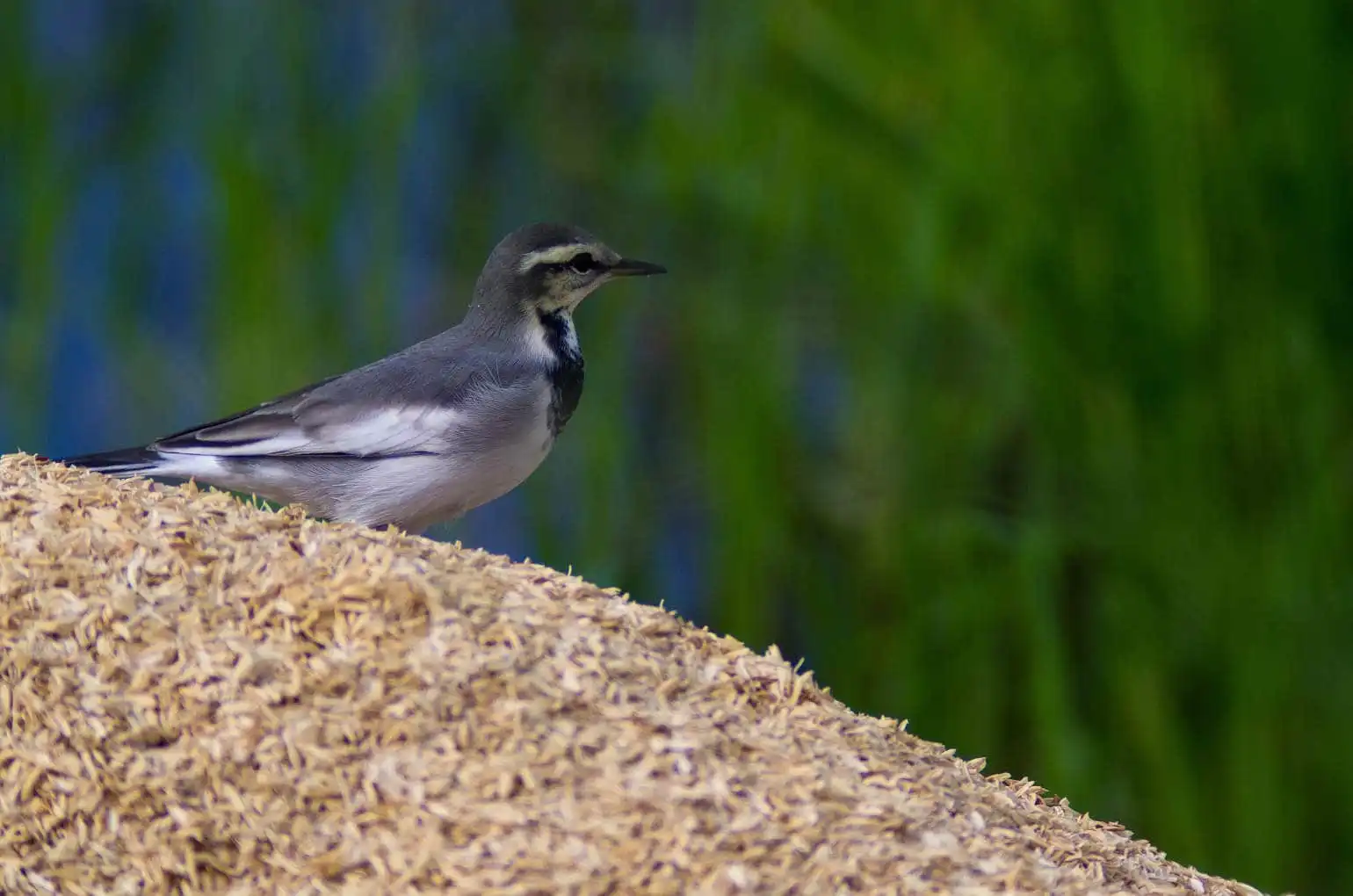 歩く野鳥・ハクセキレイの写真画像