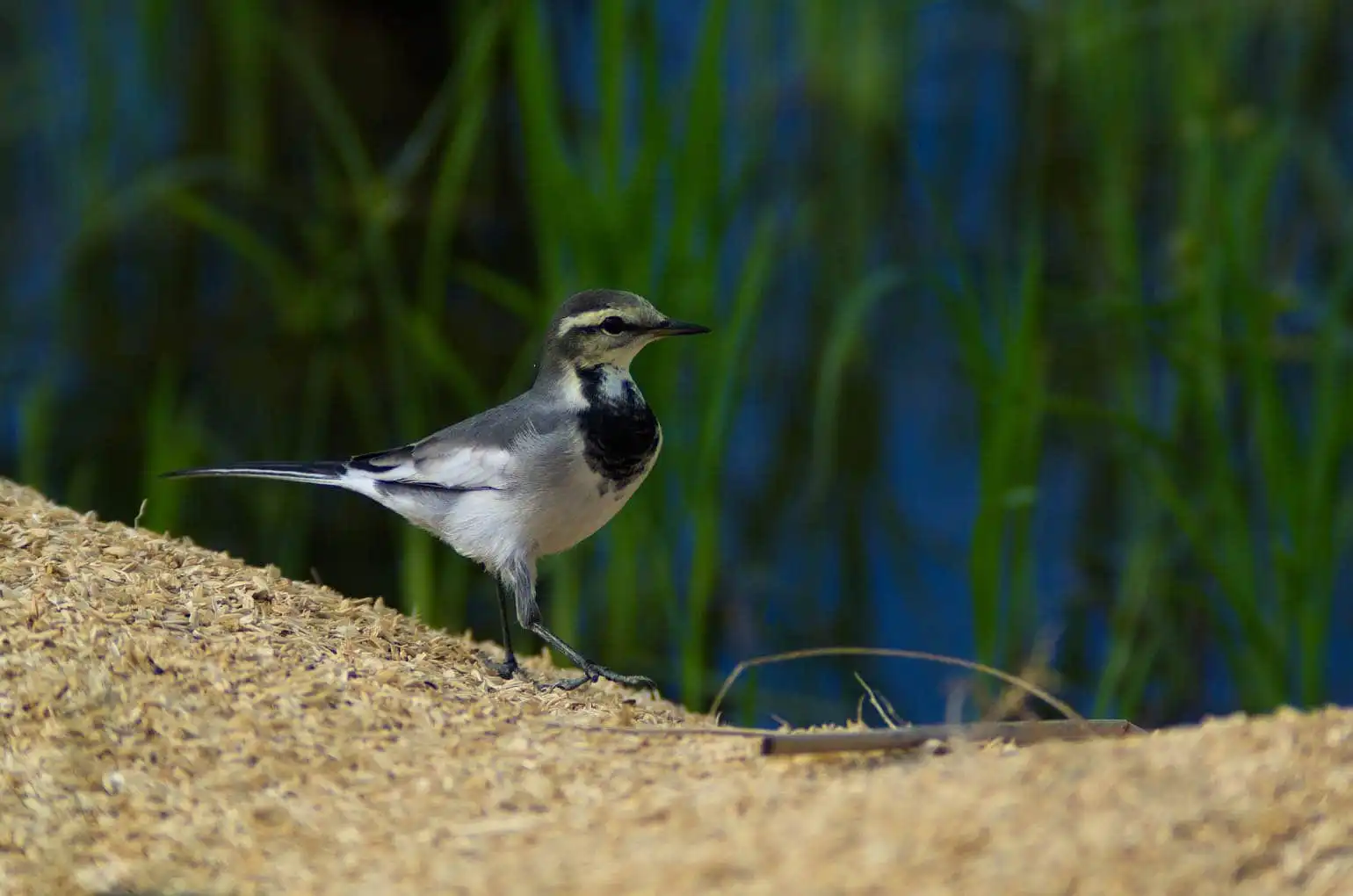 歩く野鳥・ハクセキレイの写真画像