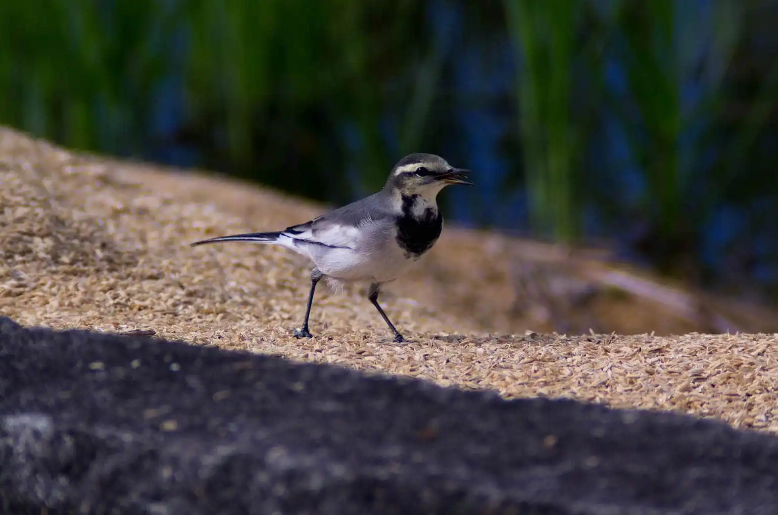 歩く野鳥・ハクセキレイの写真画像