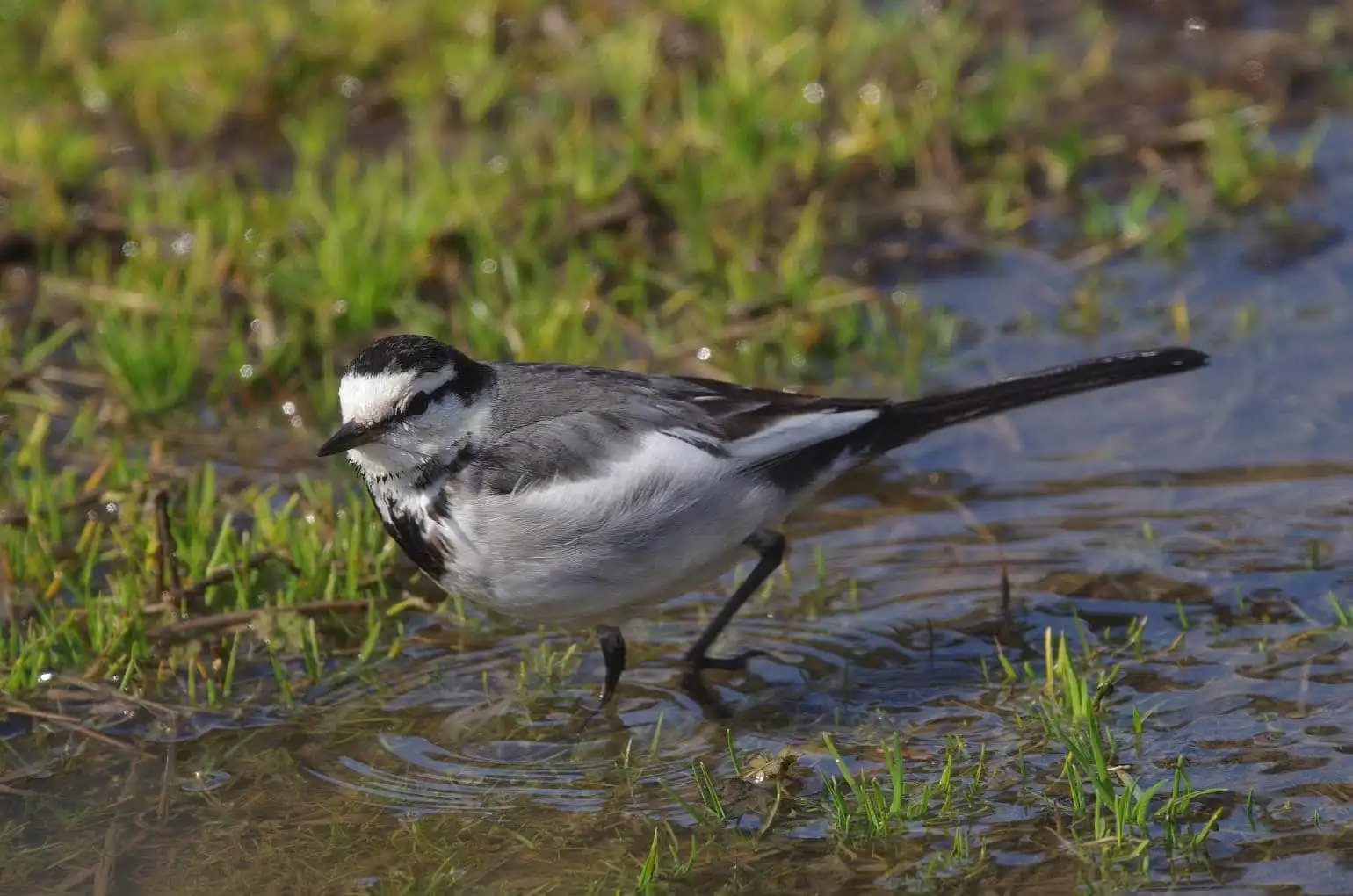 水辺を歩く野鳥・ハクセキレイの写真画像