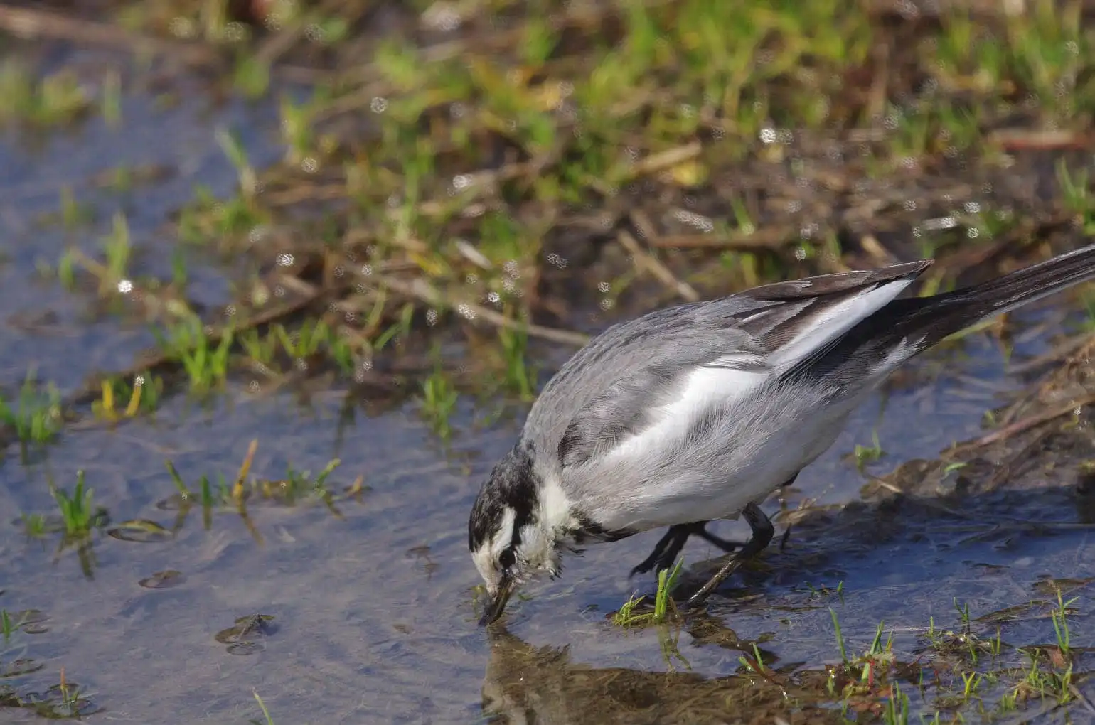 水を飲む野鳥・ハクセキレイの写真画像