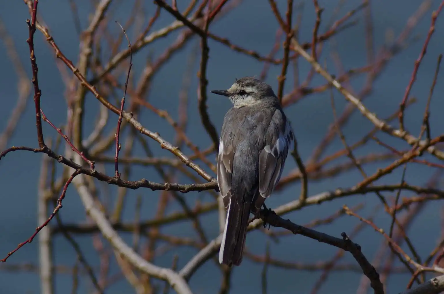 野鳥・ハクセキレイの写真画像