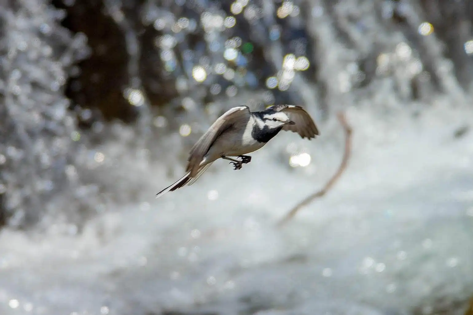 飛ぶ野鳥・ハクセキレイの写真画像