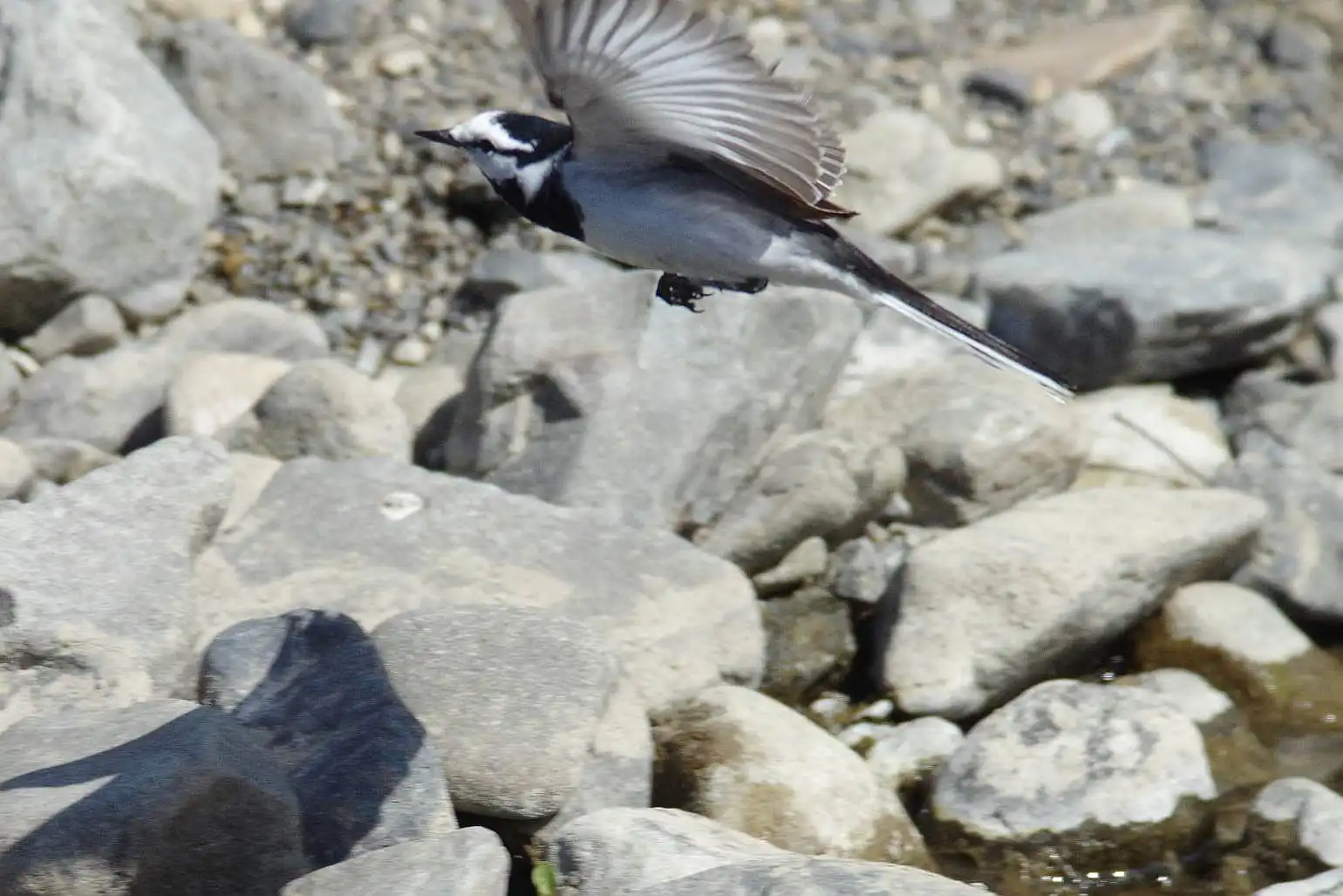 飛ぶ野鳥・ハクセキレイの写真画像