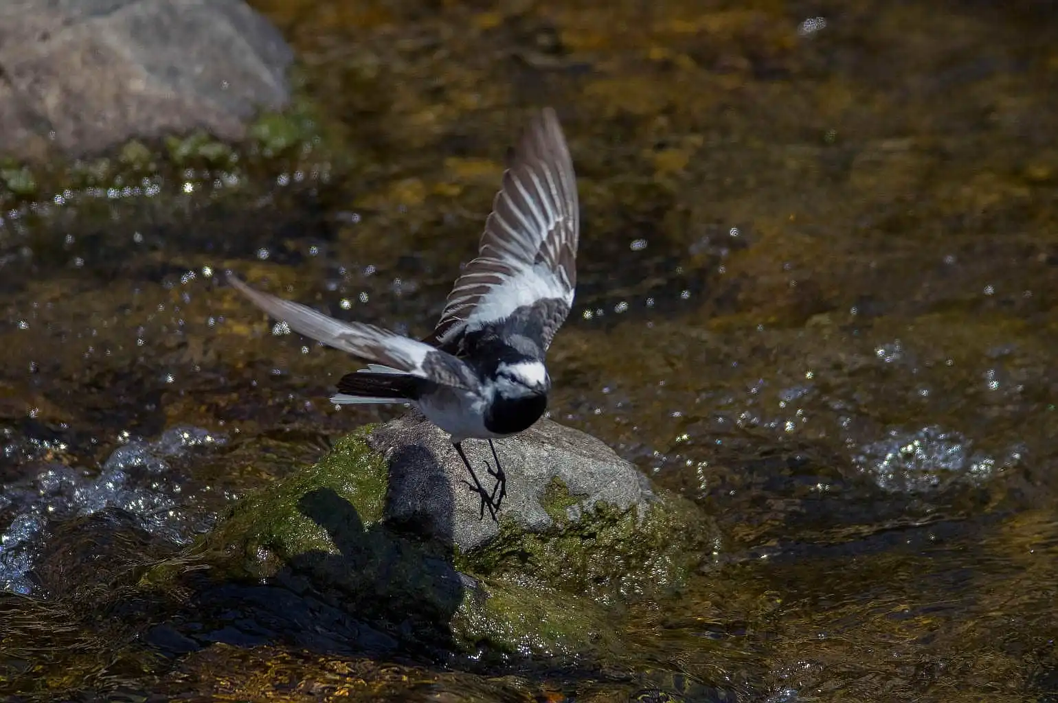 飛ぶ野鳥・ハクセキレイの写真画像