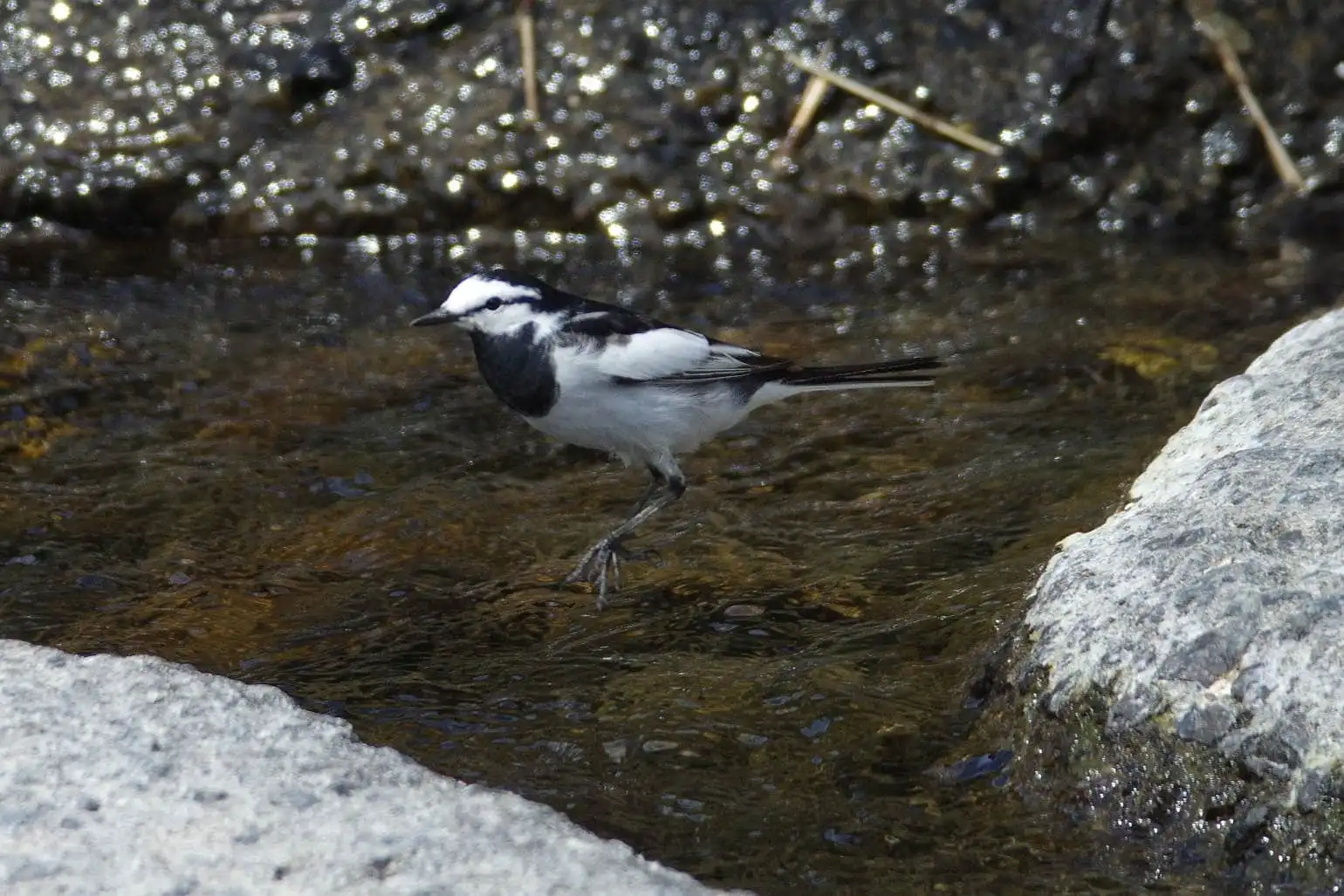 飛ぶ野鳥・ハクセキレイの写真画像