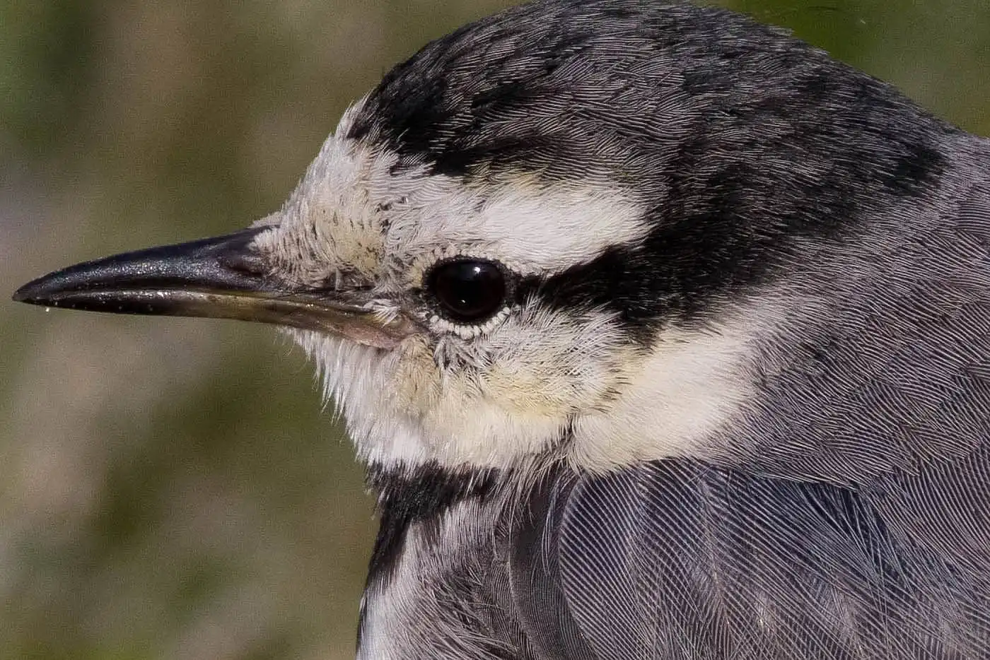 飛ぶ野鳥・ハクセキレイの写真画像