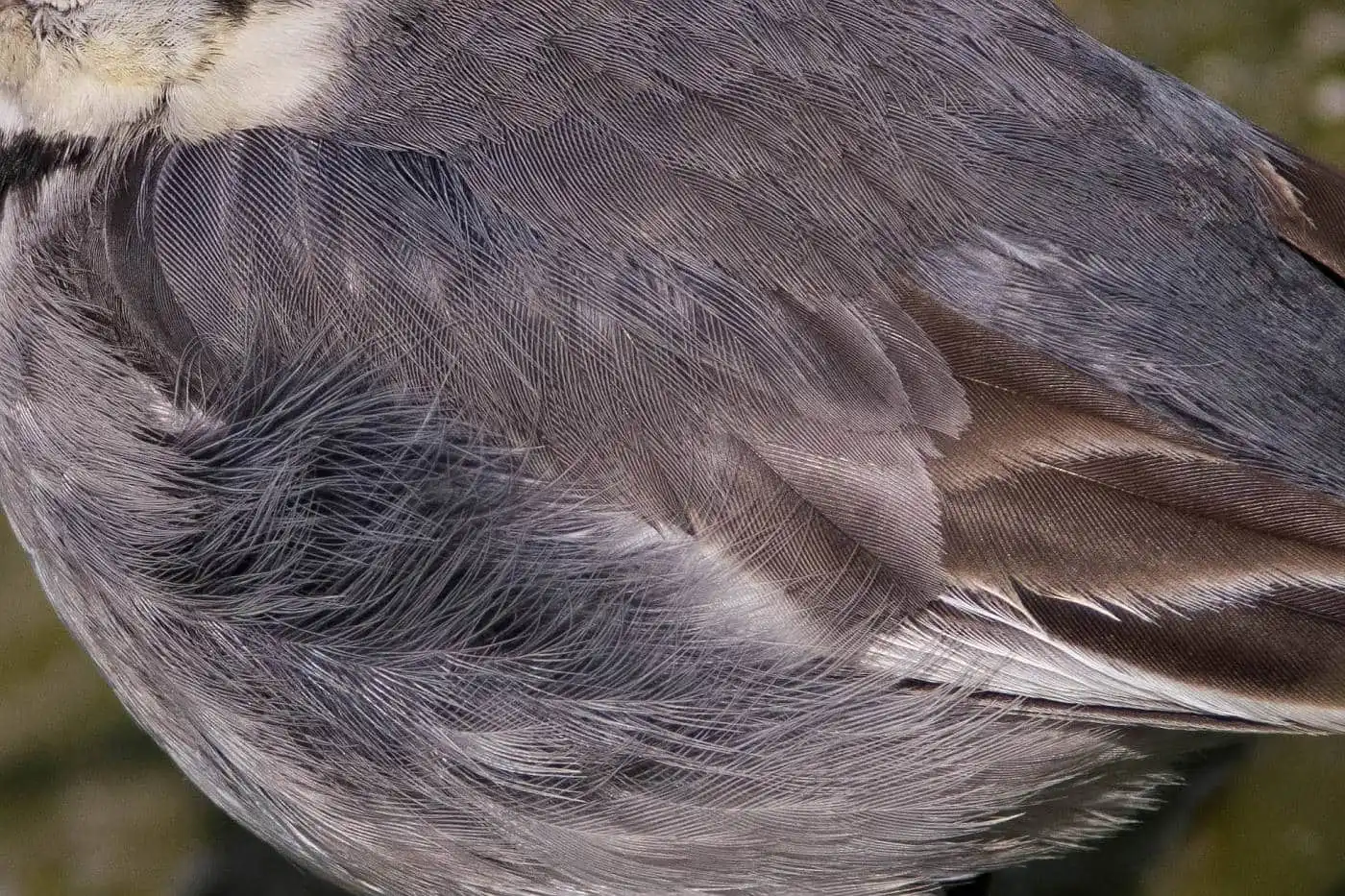 飛ぶ野鳥・ハクセキレイの写真画像