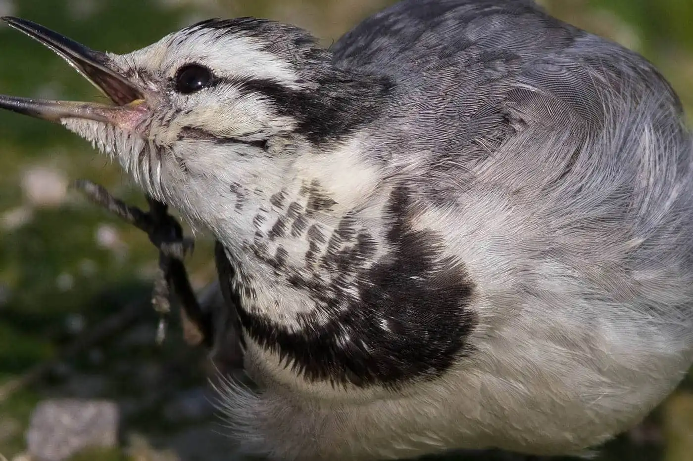 飛ぶ野鳥・ハクセキレイの写真画像