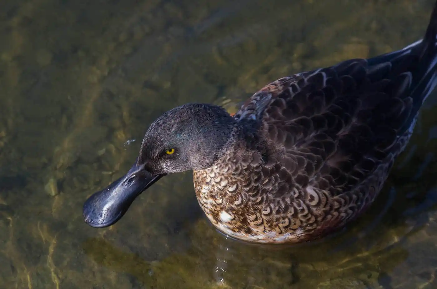 野鳥写真・ハシビロガモの写真