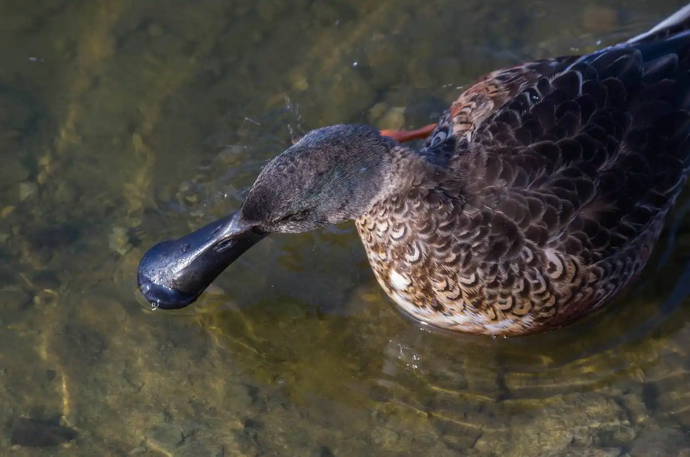 野鳥写真・ハシビロガモの写真