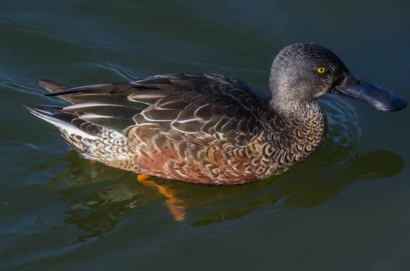 野鳥写真・ハシビロガモの写真