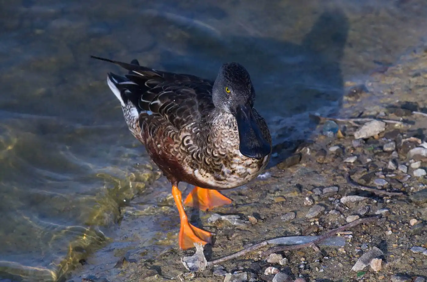 野鳥写真・ハシビロガモの写真