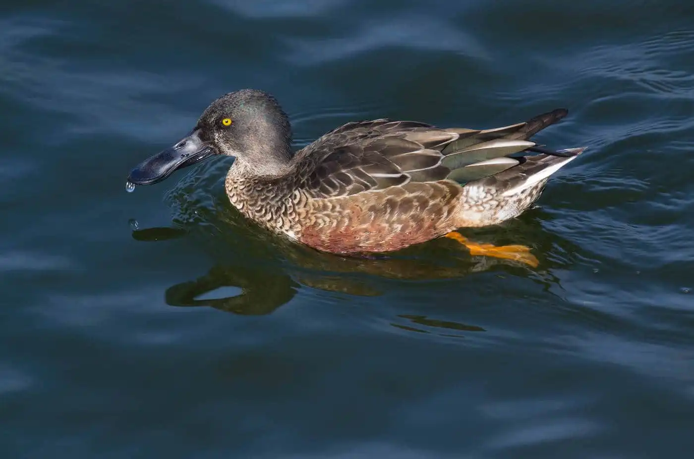 野鳥写真・ハシビロガモの写真