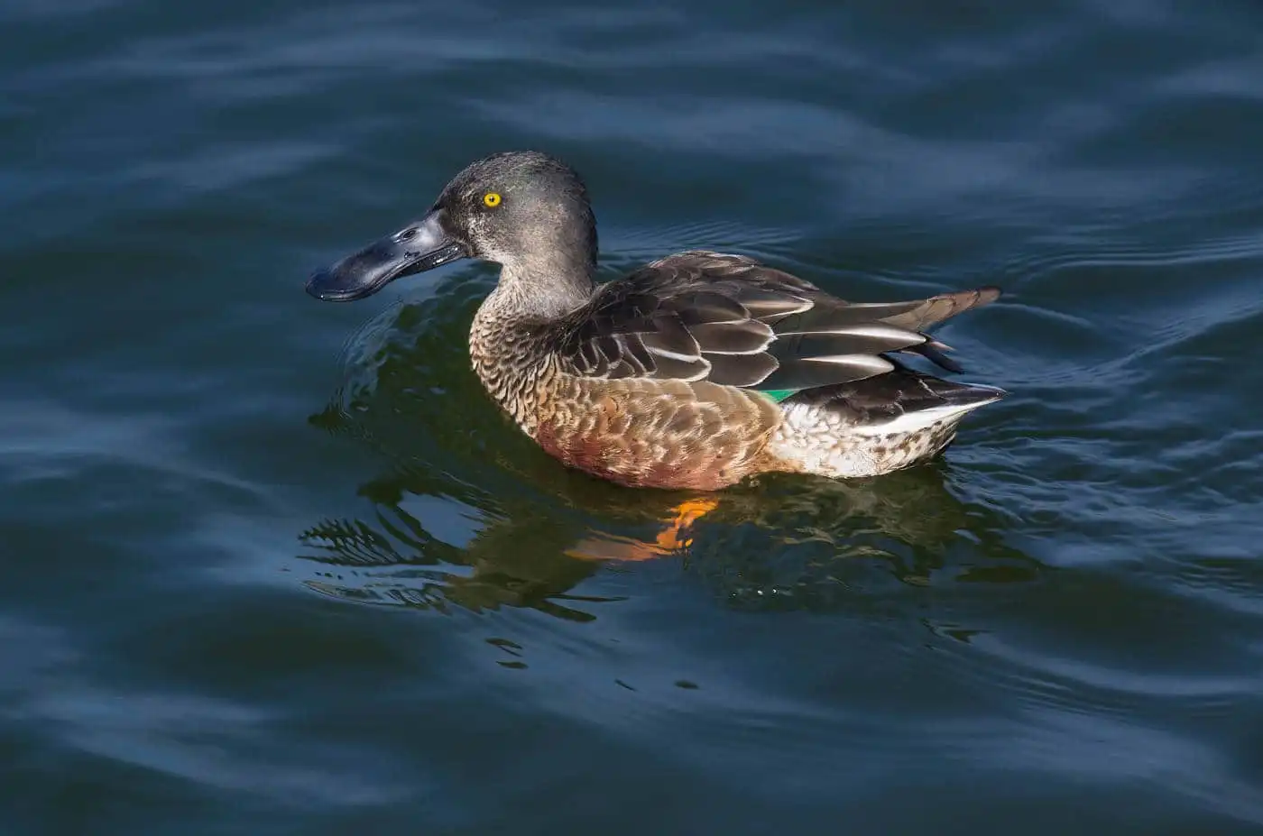 野鳥写真・ハシビロガモの写真