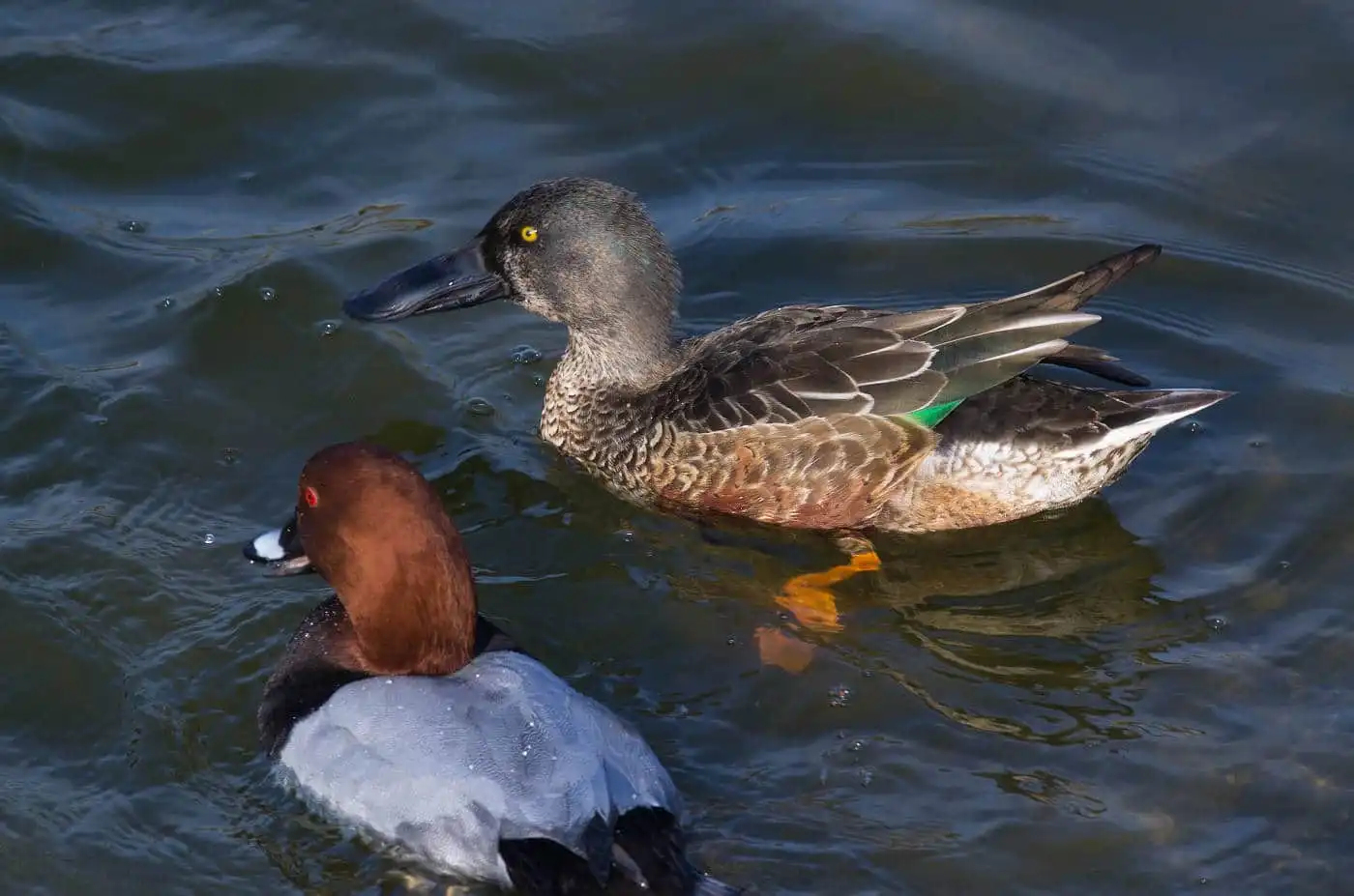 野鳥写真・ハシビロガモの写真