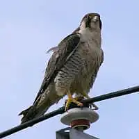 野鳥写真・ハヤブサ