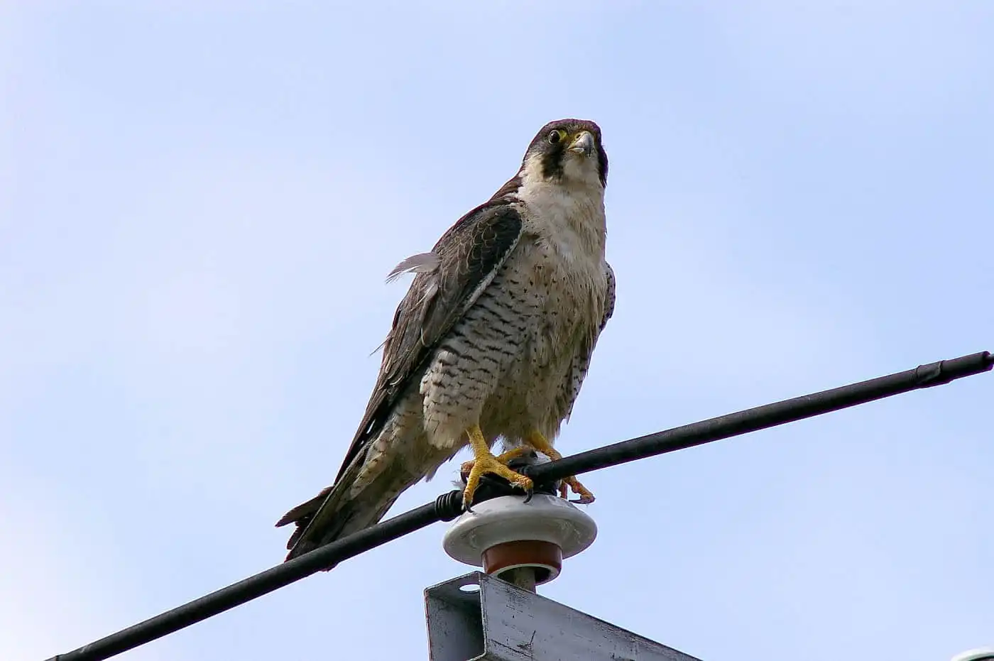野鳥画像・ハヤブサの写真
