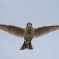 野鳥写真・ヒバリ