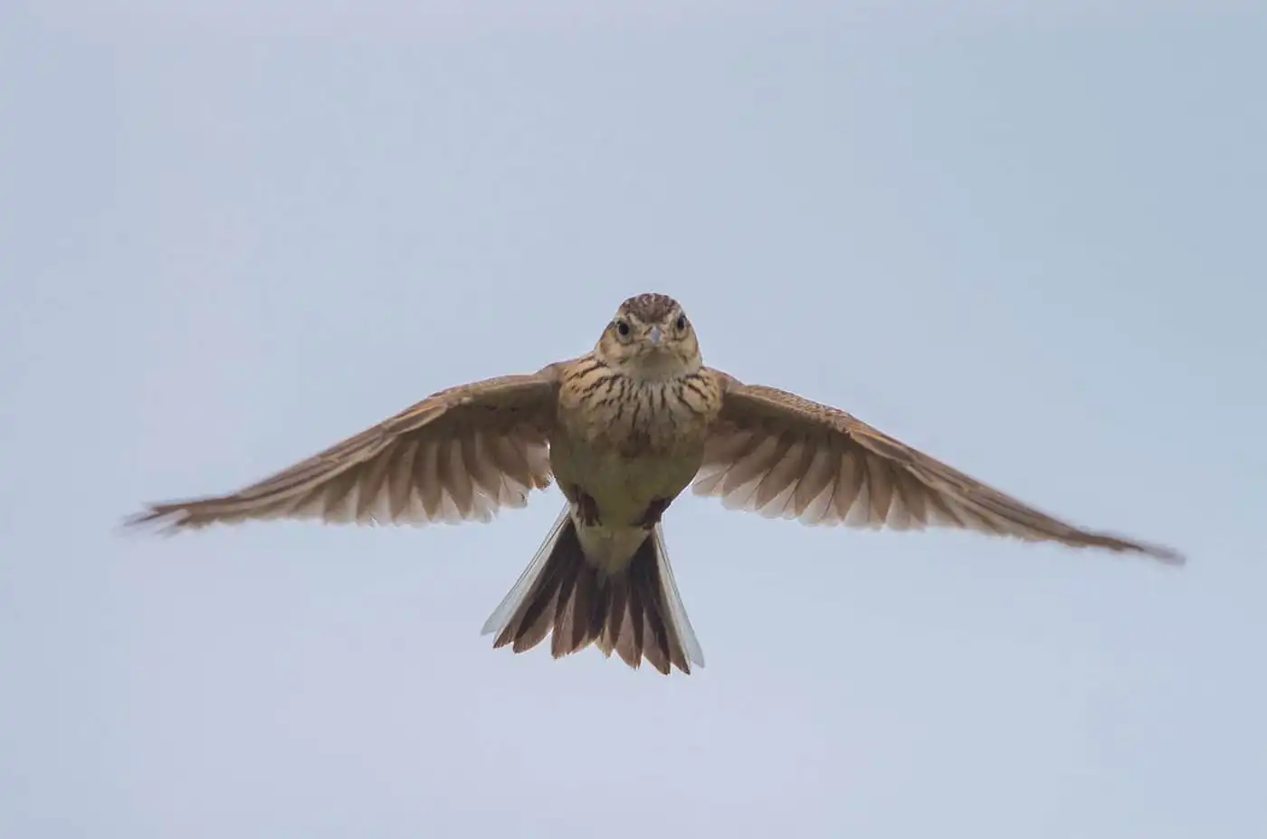 野鳥・ヒバリの飛翔写真画像