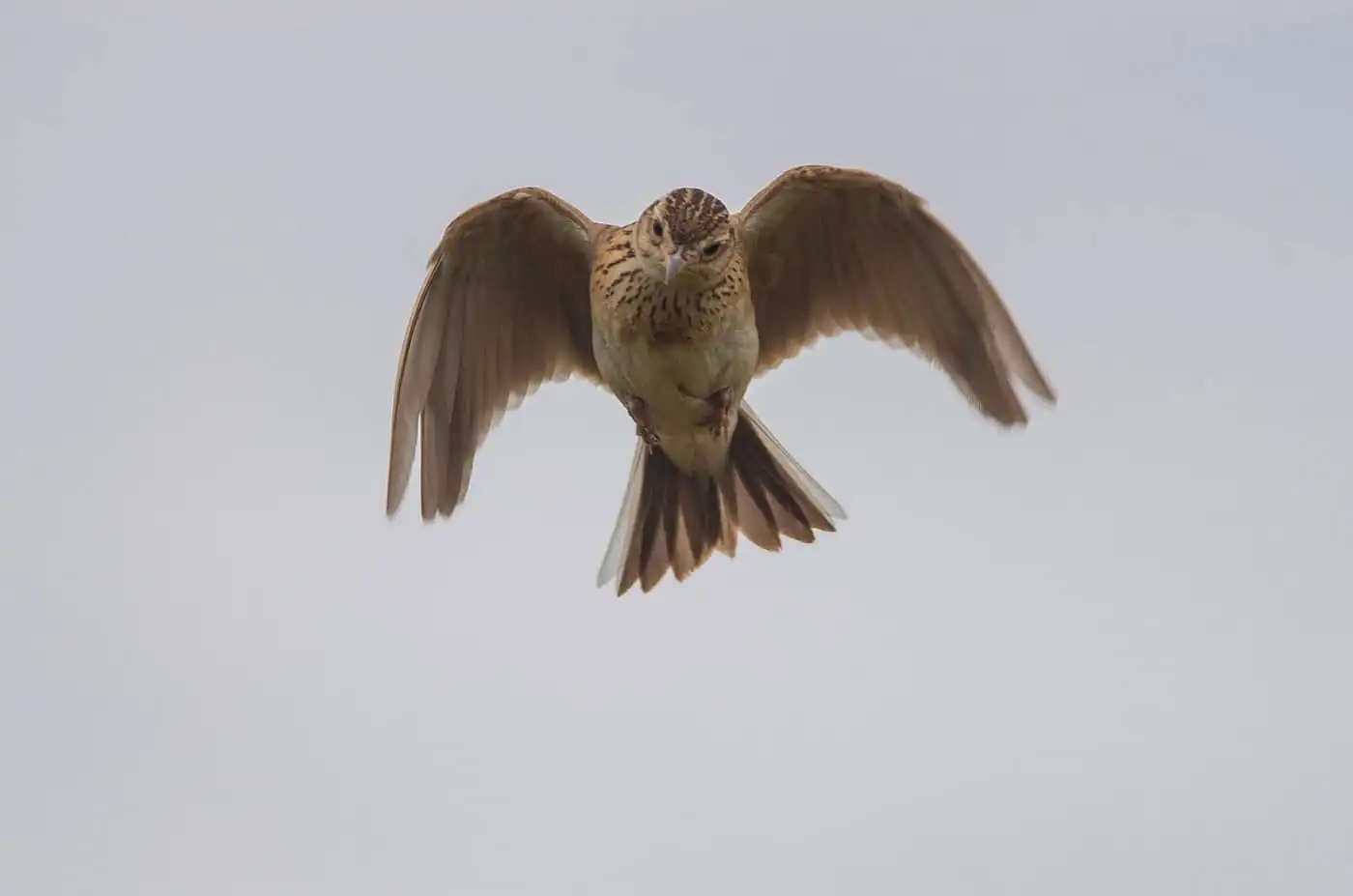 野鳥・ヒバリの飛翔写真画像
