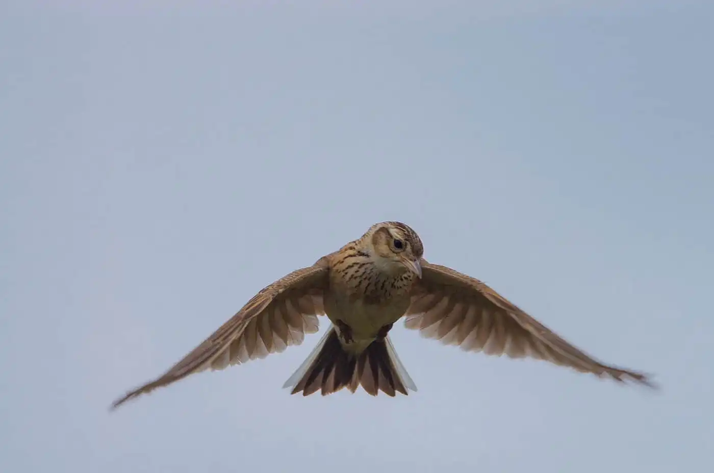 野鳥・ヒバリの飛翔写真画像