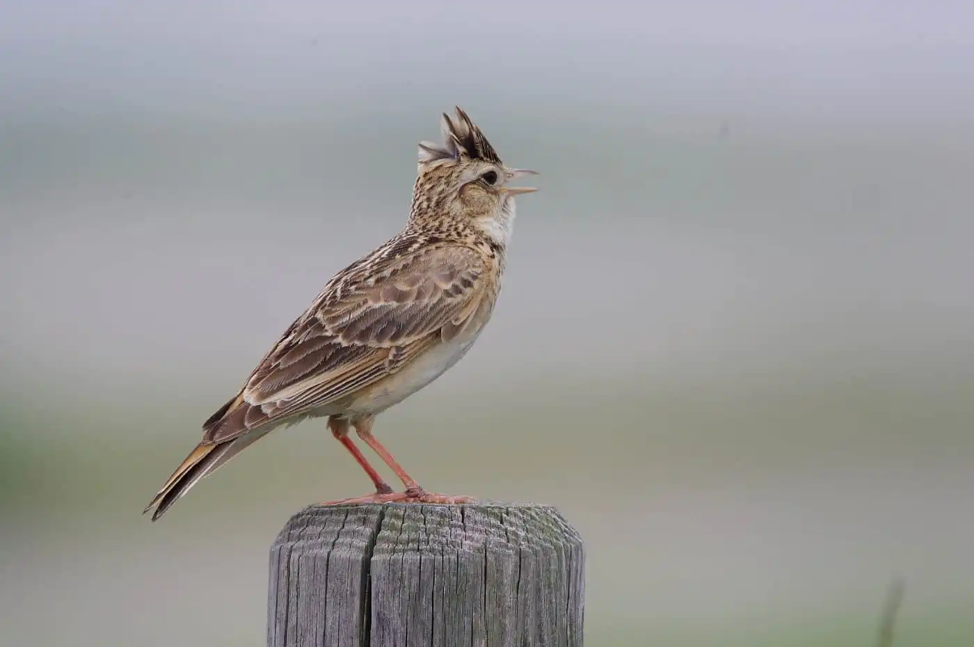 野鳥・ヒバリの写真画像
