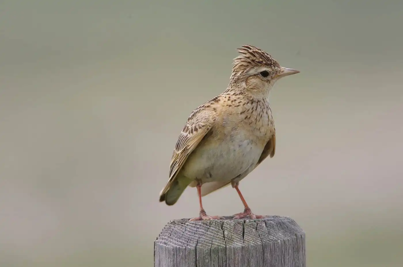野鳥・ヒバリの写真画像