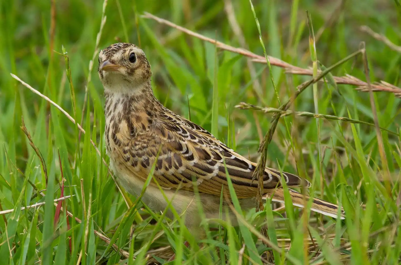 草むらの野鳥・ヒバリの写真画像