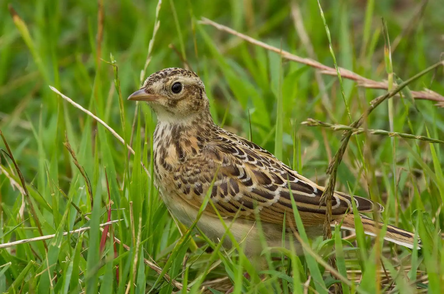 草むらの野鳥・ヒバリの写真画像