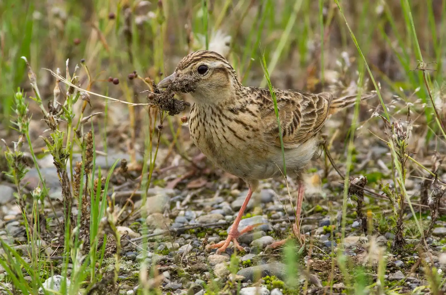 草むらの野鳥・ヒバリの写真画像