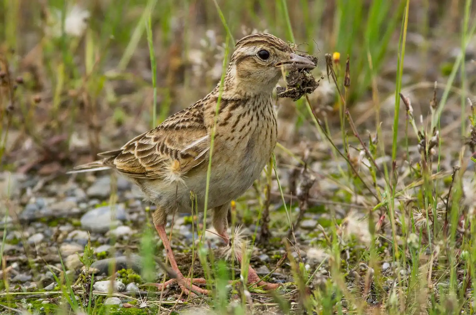 草むらの野鳥・ヒバリの写真画像