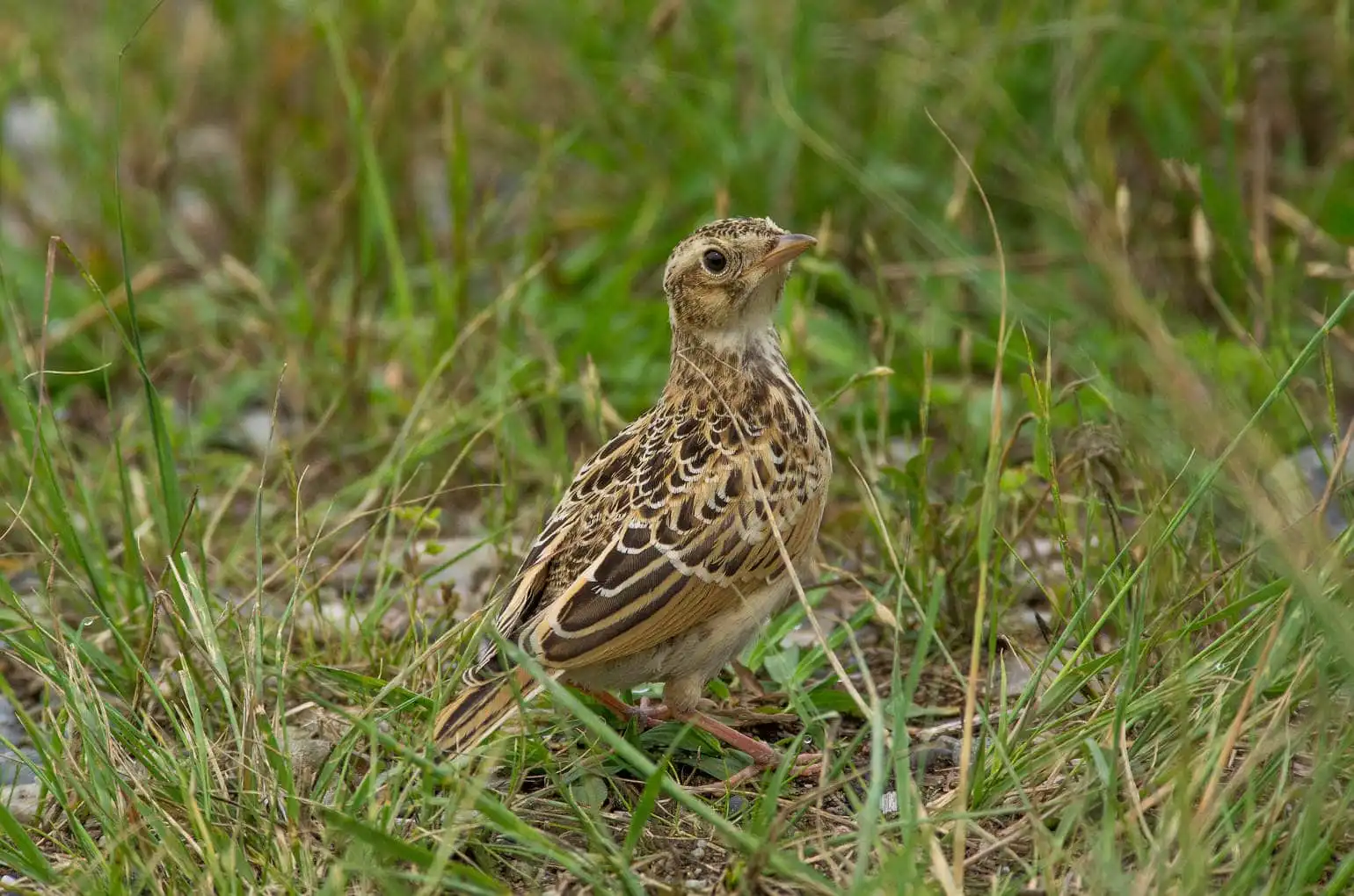 草むらの野鳥・ヒバリの写真画像