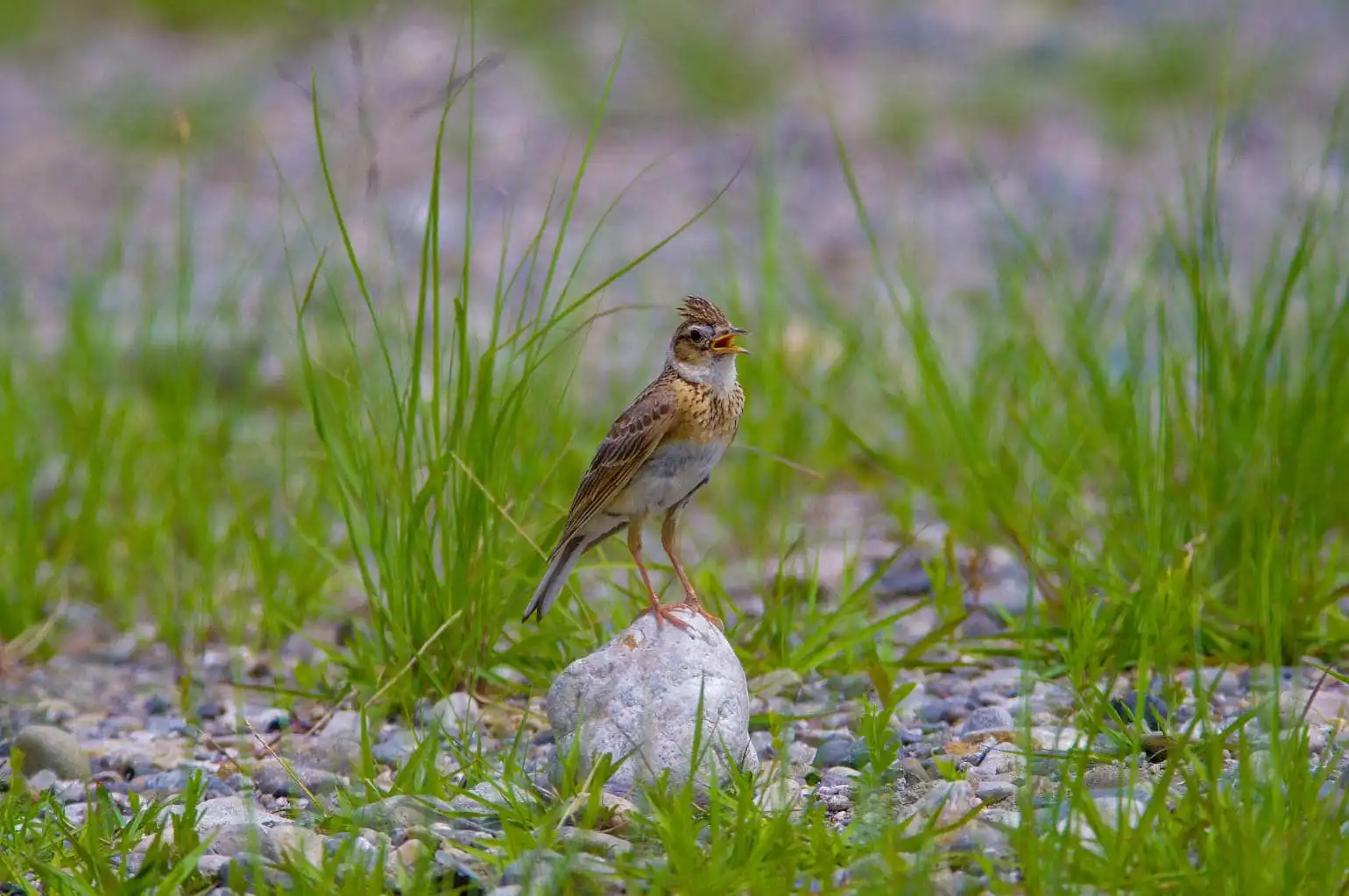 草むらの野鳥・ヒバリの写真画像