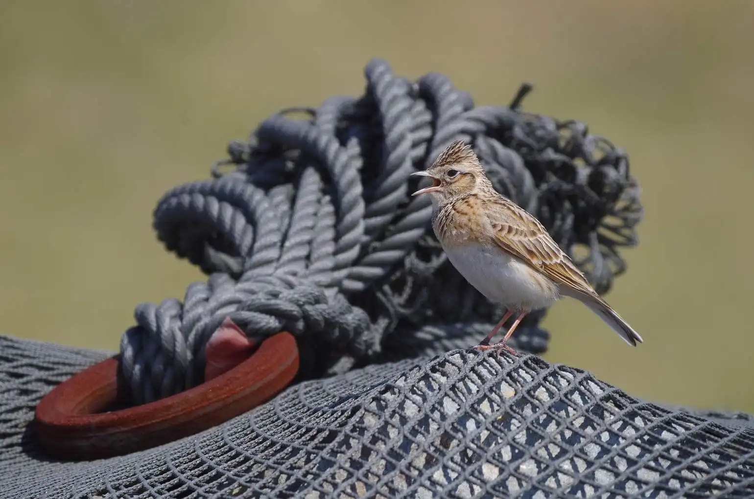 野鳥・ヒバリの写真画像