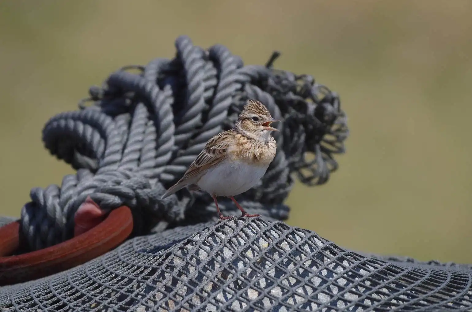野鳥・ヒバリの写真画像