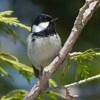 野鳥写真・ヒガラ