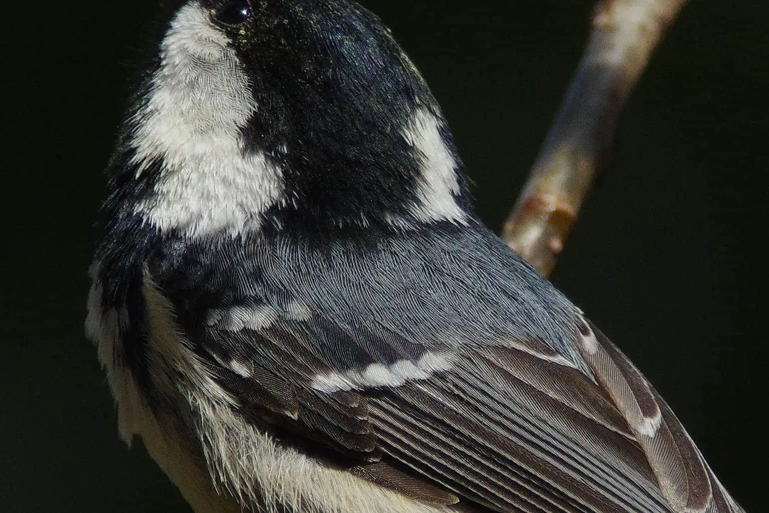 野鳥・ヒガラの等倍写真画像