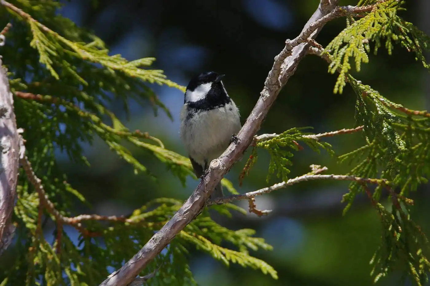 野鳥・ヒガラの写真画像