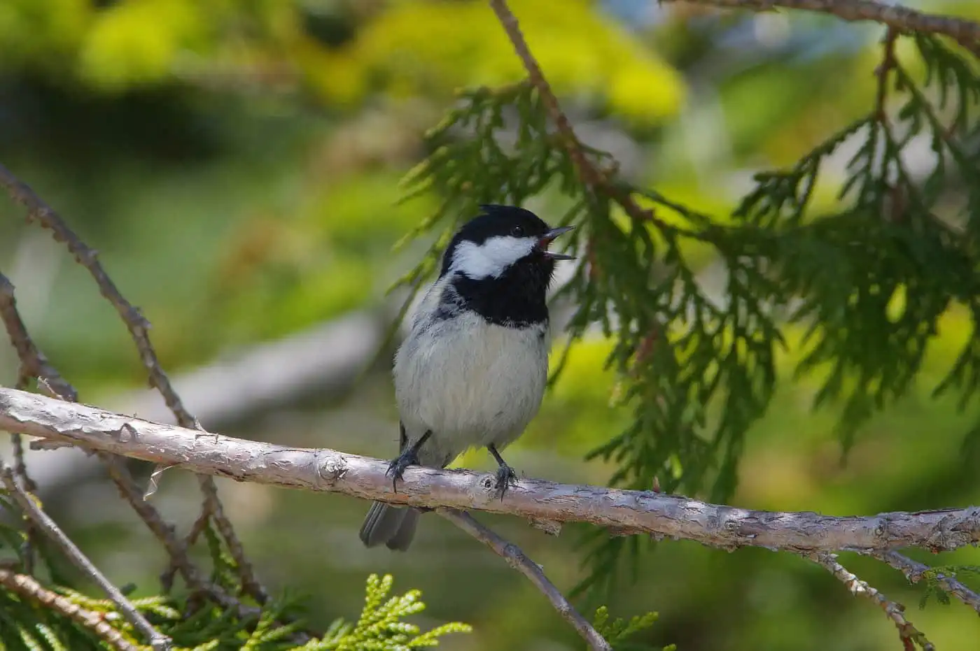 野鳥・ヒガラの写真画像