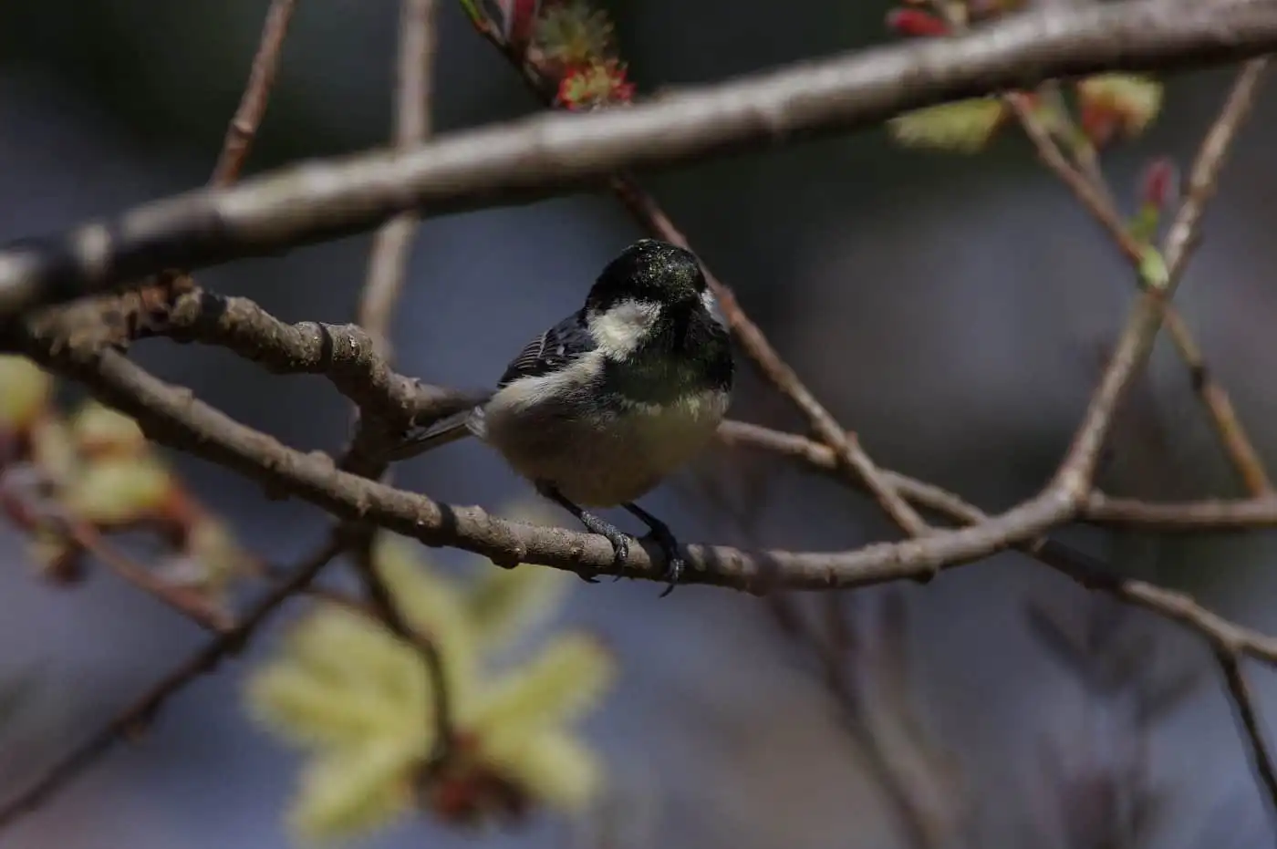 野鳥・ヒガラの高解像写真画像