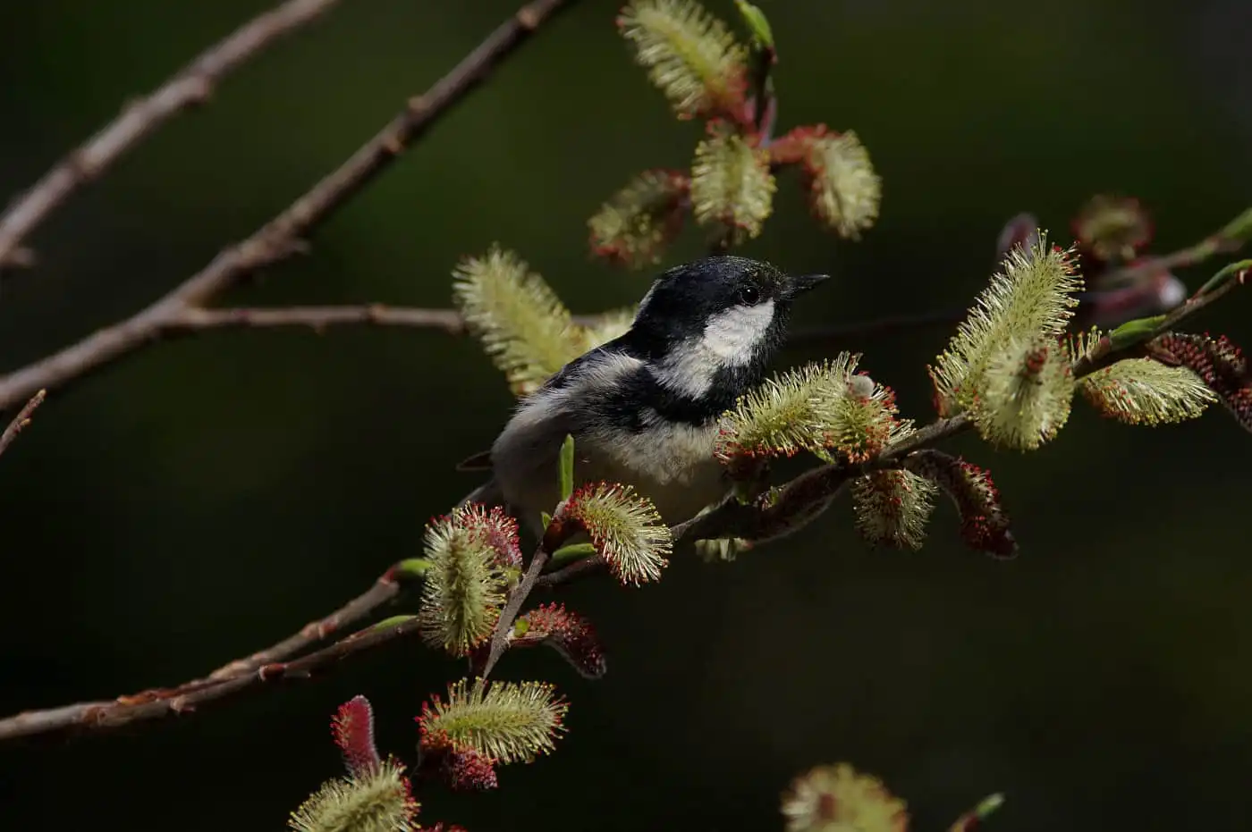 野鳥・ヒガラの高解像写真画像