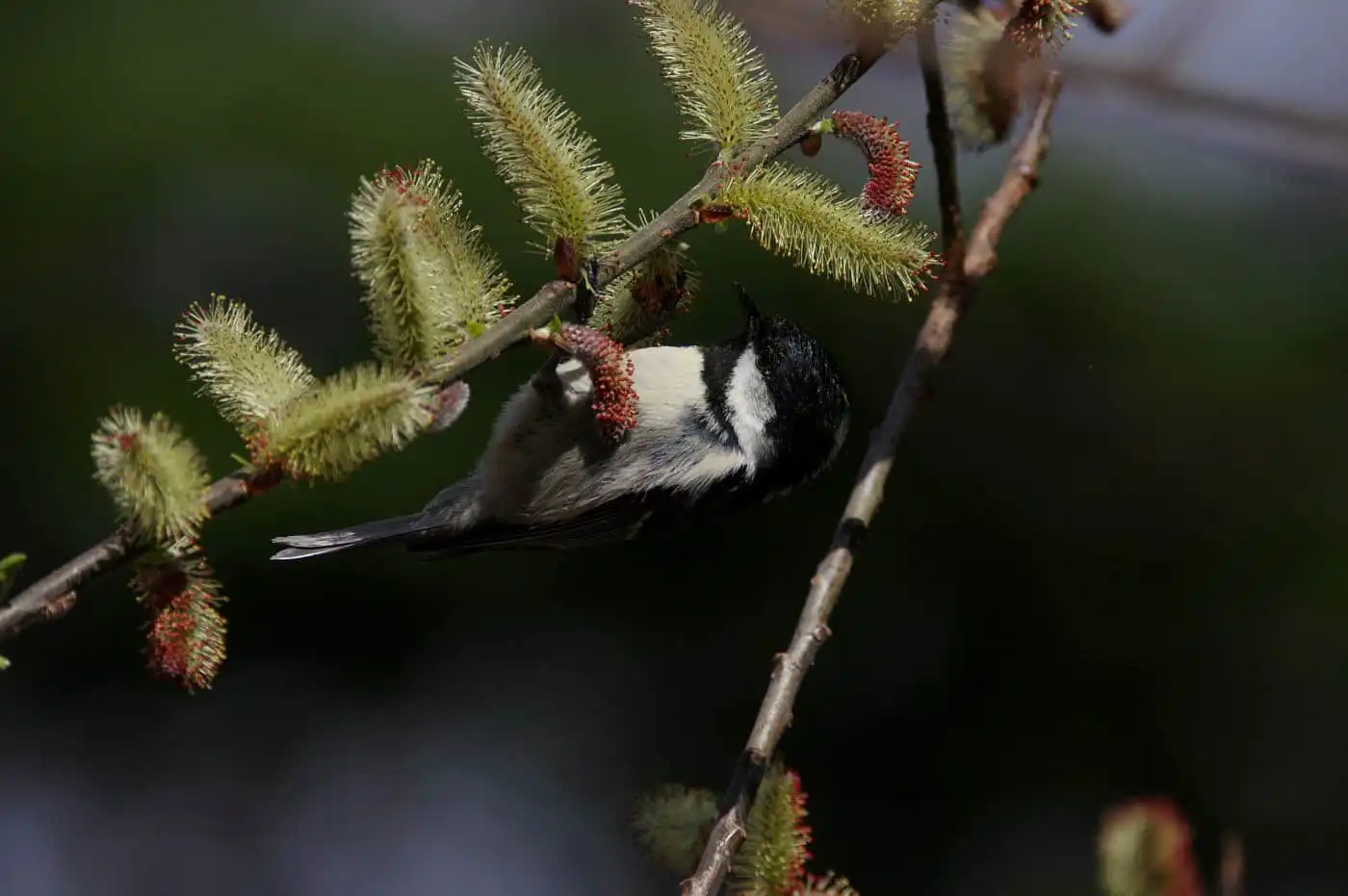 野鳥・ヒガラの高解像写真画像