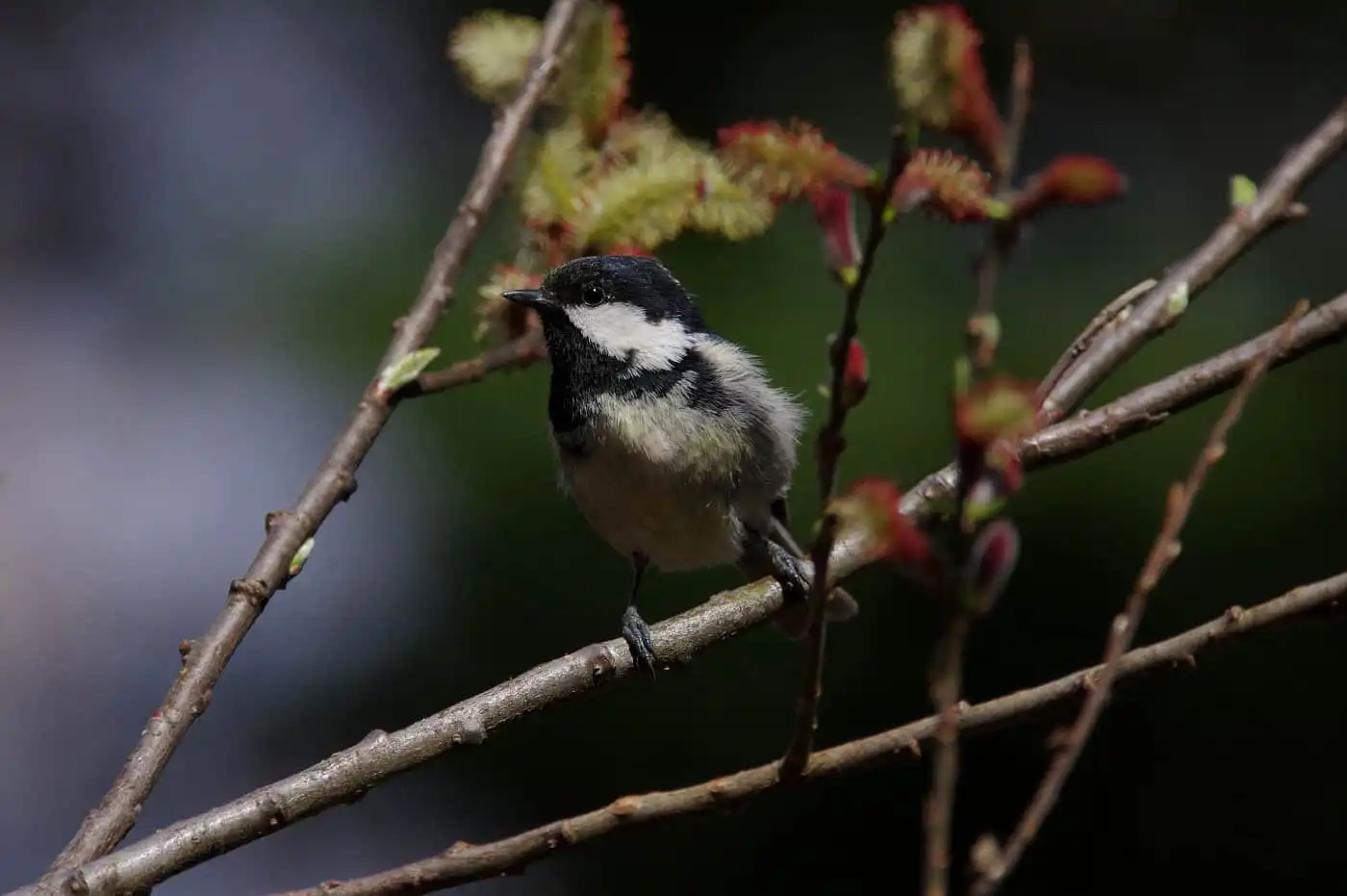 野鳥・ヒガラの高解像写真画像