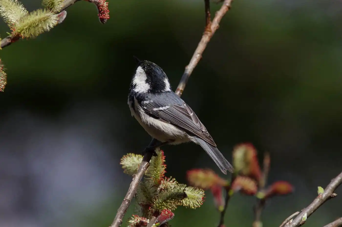 野鳥・ヒガラの高解像写真画像